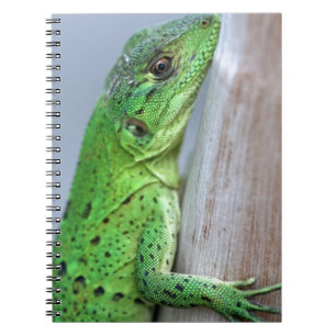 Carnet iguane vert bébé