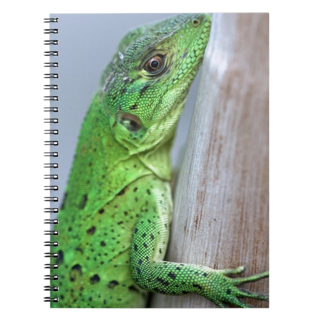 Carnet iguane vert bébé (Devant)