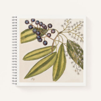 Carnet Illustration botanique bleu et blanc du 18e siècle
