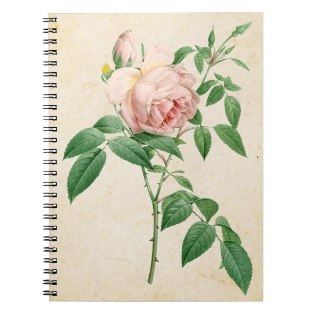 Carnet Illustration botanique de Rosa indica (Devant)