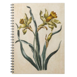 Carnet Illustration vintage de la jonquille florale botan