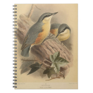 Carnet Illustration vintage de Nuthatch