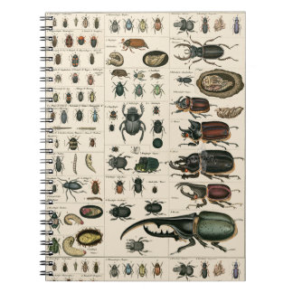 Carnet Illustration vintage de scarabée