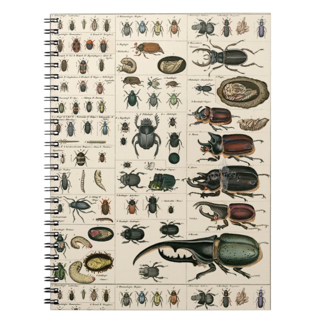 Carnet Illustration vintage de scarabée (Devant)