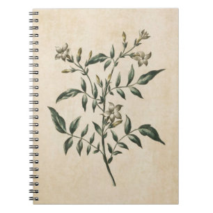 Carnet Illustration vintage du jasmin végétal