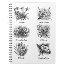 Illustrations botaniques