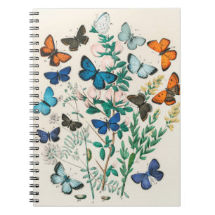 Carnet Illustrations de papillons