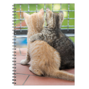Carnet Images de Getty   deux chatons sur un balcon