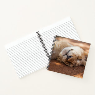 Carnet Images Getty   Lion couché