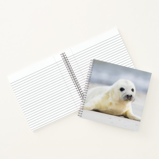 Carnet Images Getty | Phoque bébé (Intérieur)