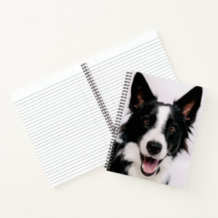 Carnet Images Getty   Une Collie frontalière souriante