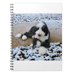 CARNET IMG_9916