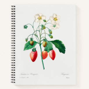 Carnet Impression botanique de fraise