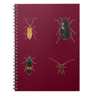 Carnet Insectes 2011