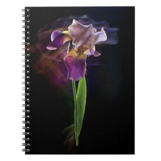 Carnet Iris flower on a black background. Long exposure.