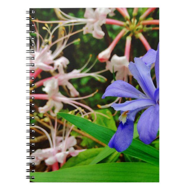 Carnet Iris Nain Crêché (Devant)