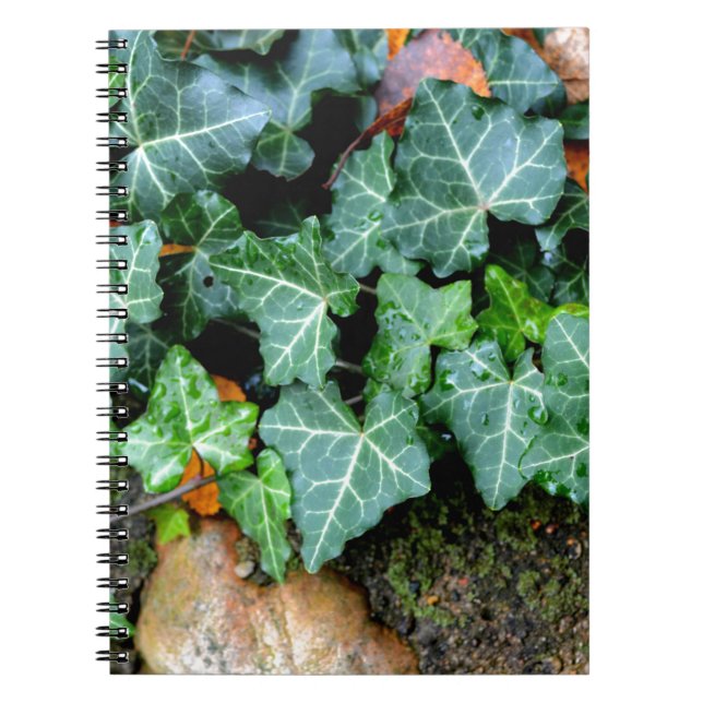 Carnet Ivy botanique vert et pierre de campagne (Devant)