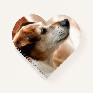 CARNET JACK RUSSELL TERRIER CHIEN