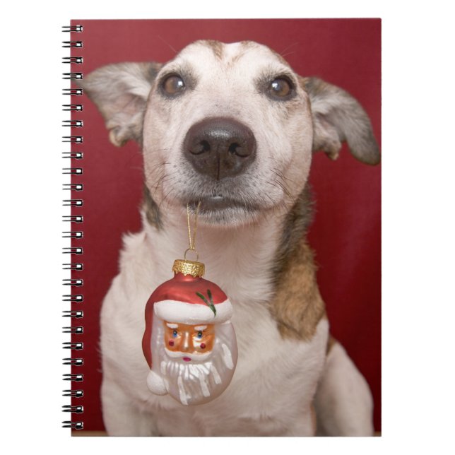 Carnet Jack Russell Terrier tenant l'ornement de Noël (Devant)