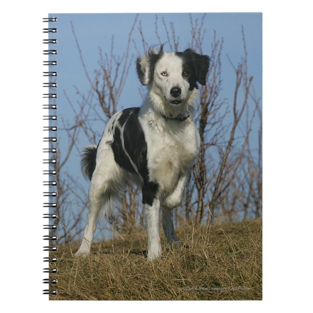 Carnet Jambe de border collie augmentée (Devant)