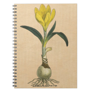 Carnet Jardin botanique de tulipe Amaryllis Fleur