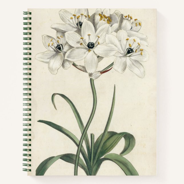 Carnet Jardin d'ivoire (Devant)