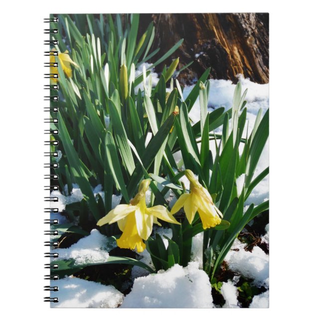 Carnet Jaune Daffodils fleurs dans la neige (Devant)