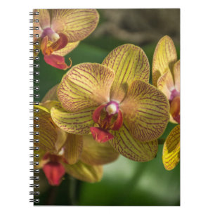 Carnet jaune d'orchidées