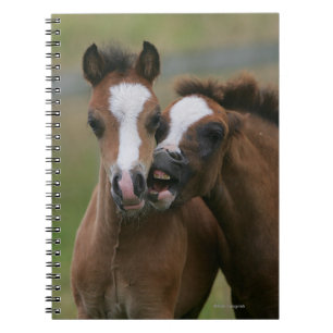 Carnet Jeu de poulains
