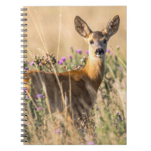 Carnet Jeune chevreuil dans une prairie