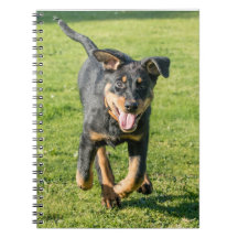 Jeune chien de mouton de Beauceron heureux courant