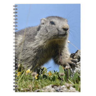 Carnet Jeune marmotte alpine
