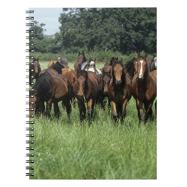 Carnet Jeunes de pur sang (Devant)