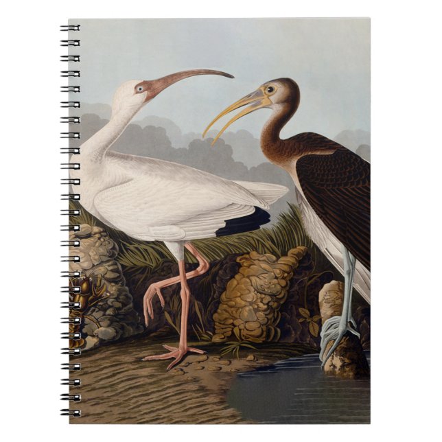 Carnet John James Audubon White Ibis Bird Print Classic (Devant)