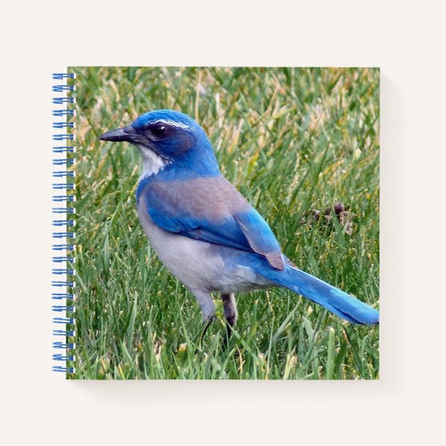 Carnet Joli Blue Scrub Jay Bird Photo (Devant)