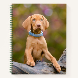 Carnet Joli chiot hongrois Vizsla Chien Chien Puppy Photo