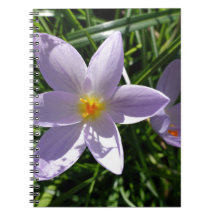 Jolie fleur de jardin pourpre. 美 丽 的 紫 色 花