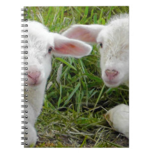 Carnet Jumeau agneau bébé animal pense à vous