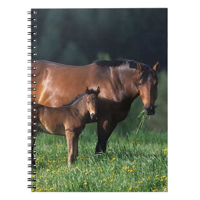 Carnet Jument et poulain 1 de pur sang (Devant)