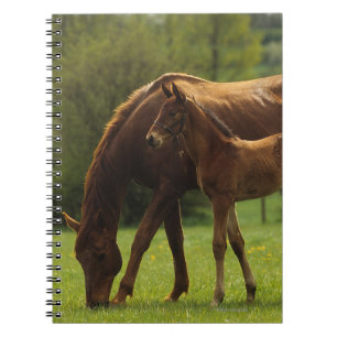 Carnet Jument et poulain 2 de pur sang