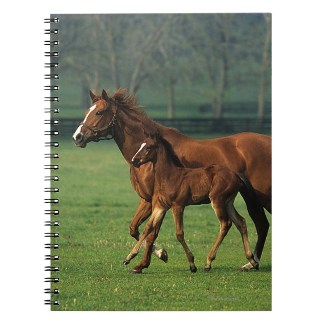 Carnet Jument et poulain 3 de pur sang (Devant)
