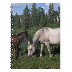 Carnet Jument et poulain arabes 2