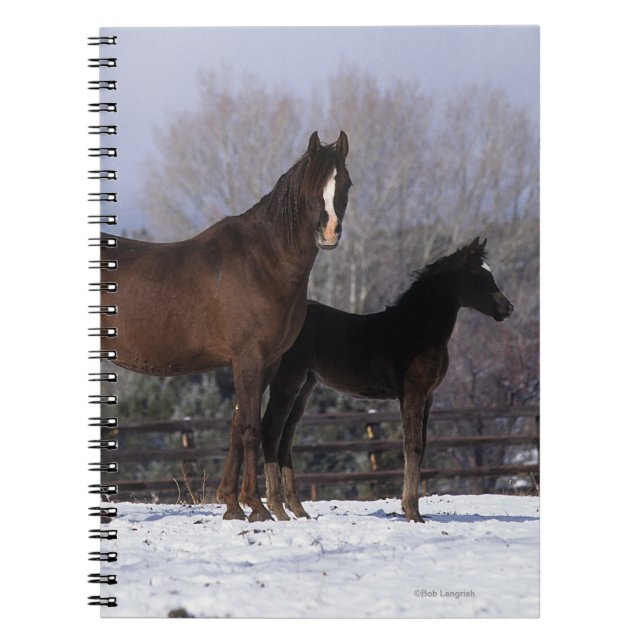Carnet Jument et poulain arabes dans la neige (Devant)