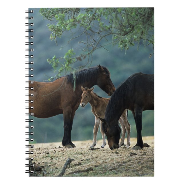 Carnet Jument et poulain sauvages de mustang (Devant)