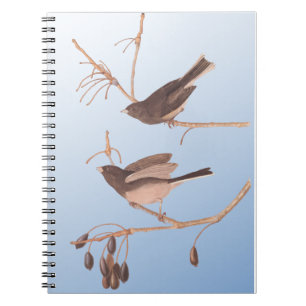Carnet Junco Audubon, à l'oeil foncé, Oiseaux de neige su