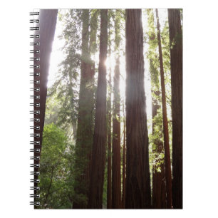 Carnet Jusqu'aux Séquoias le Matin