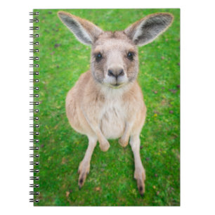 Carnet Kangourou de bébé des images de Getty