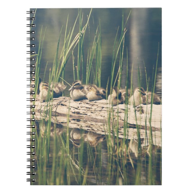 Carnet Kelly Nickels Photographie / Canards sur un log (Devant)