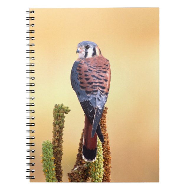 Carnet Kestrel, Falco sparverius, Native de US & Canada (Devant)