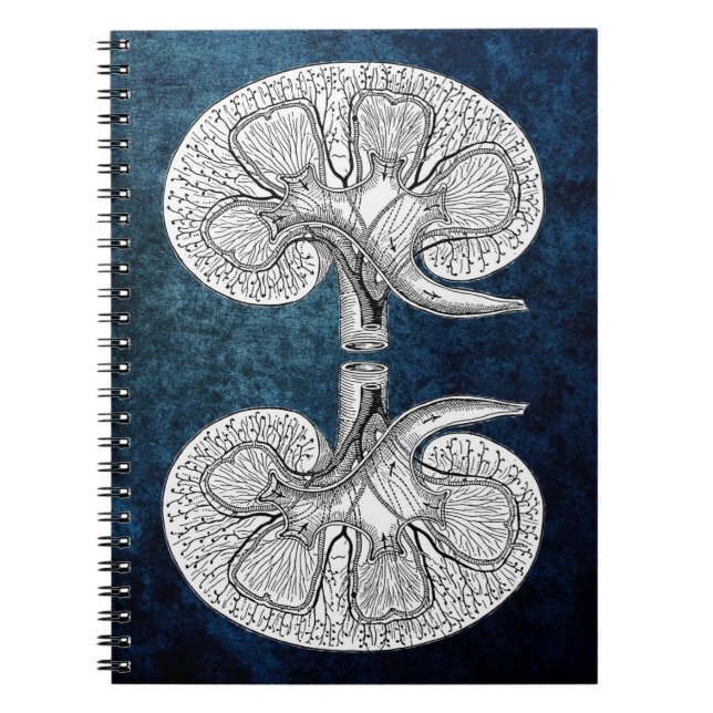 CARNET KIDNEY 2 (Devant)
